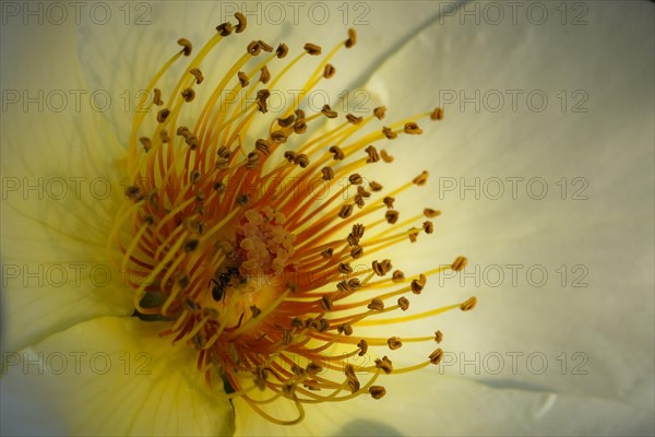 Garden Rose Spring Gold (Rosa pimpinellifolia var. hispida x Joanna Hill)