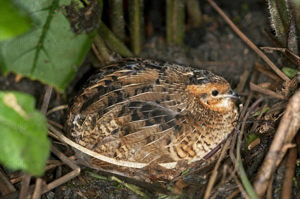 King Quail or Chinese Painted Quail (Coturnix chinensis)