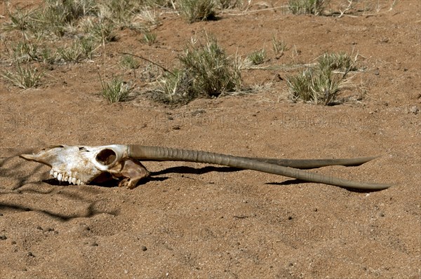 Skull of an oryx