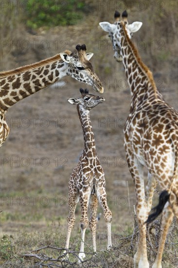 Masai giraffes (Giraffa camelopardalis) with young