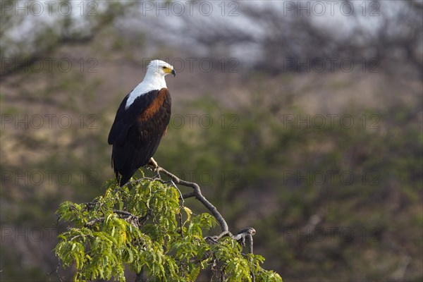 African Fish Eagle or African Sea Eagle (Haliaeetus vocifer) waiting on perch