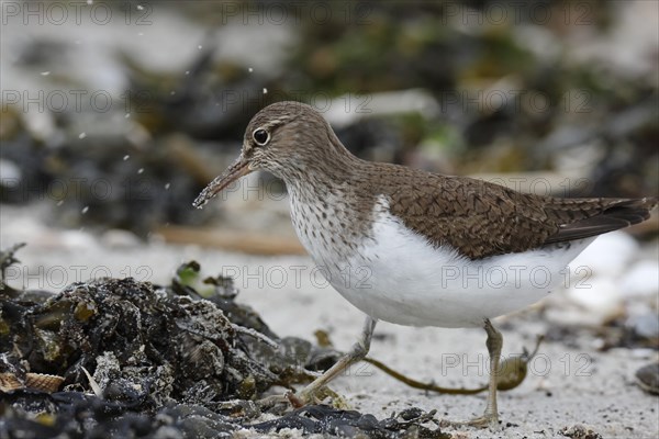 Sandpiper (Actitis hypoleucos)