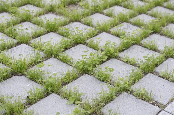 Eco-friendly paving of a parking lot with clover and grass