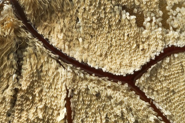 Scales of a butterfly's wing of the Meander Prepona (Archaeoprepona meander)