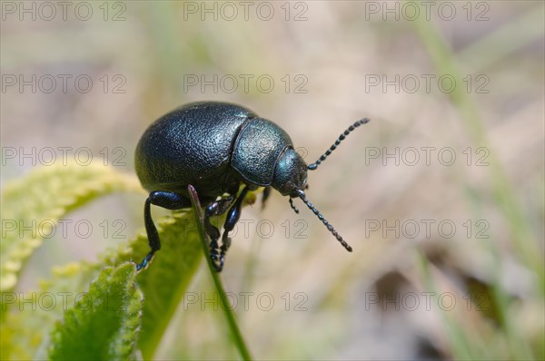 Leaf beetle (Timarcha tenebrionis)