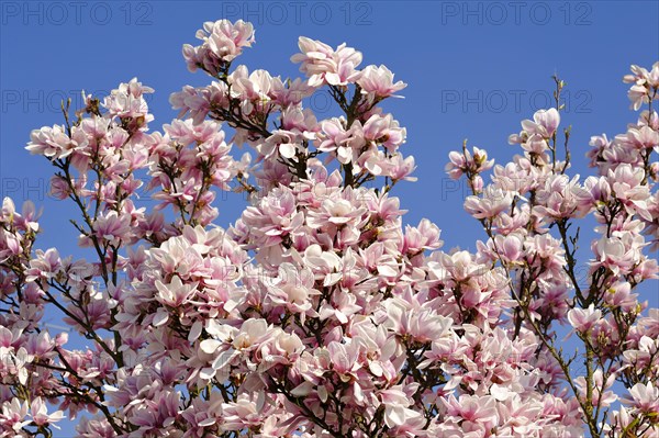 Blooming Magnolia (Magnolia) against a blue sky