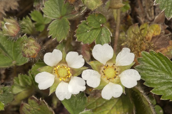 Blossoming Barren Strawberry (Potentilla sterilis)