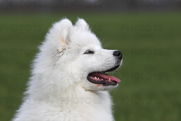 Samoyed dog