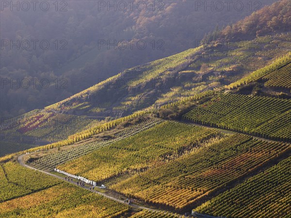 Vineyards in autumn