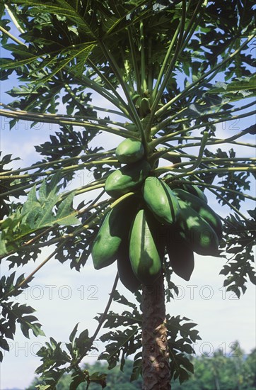 Papaya (Carica papaya)