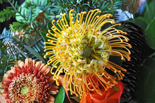 Flower of a Protea or Banksia (Proteaceae)