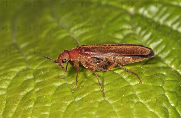 Common Red Soldier Beetle (Rhagonycha fulva)