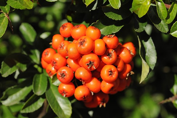 Firethorn or Pyracantha (Pyracantha sp.)