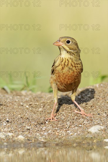 Ortolan Bunting (Emberiza hortulana)