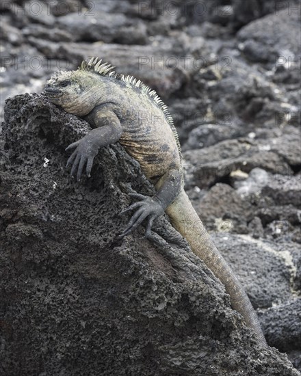 Marine Iguana (Amblyrhynchus cristatus)