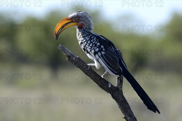 Southern Yellow-billed Hornbill (Tockus leucomelas)