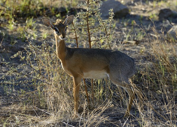 Kirk's Dik-dik (Madoqua kirkii)