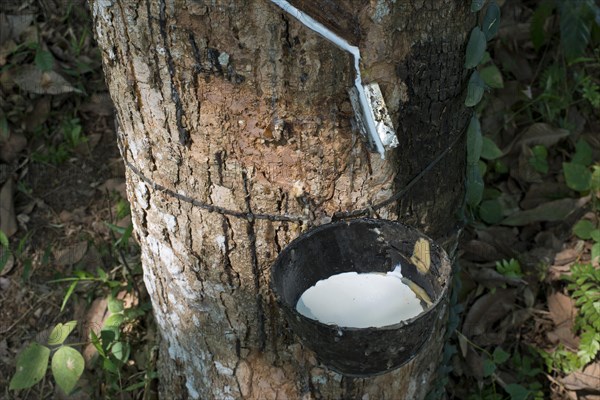 Incised Rubber Tree (Hevea brasiliensis) with collecting vessel