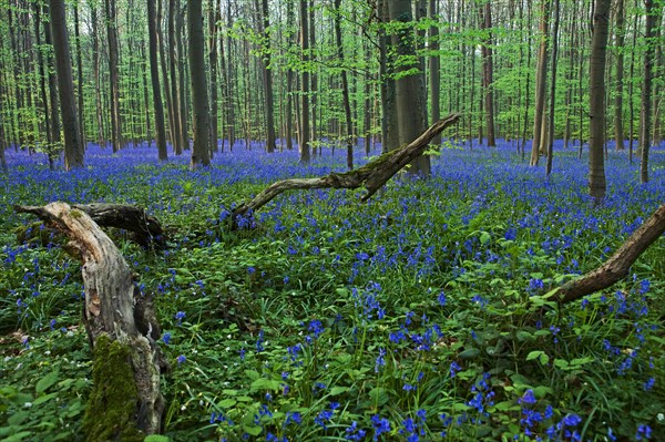 Atlantic Bluebells or Common Bluebells (Hyacinthoides non-scripta)