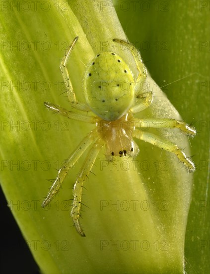 Cucumber Green Spider (Araniella cucurbitina)