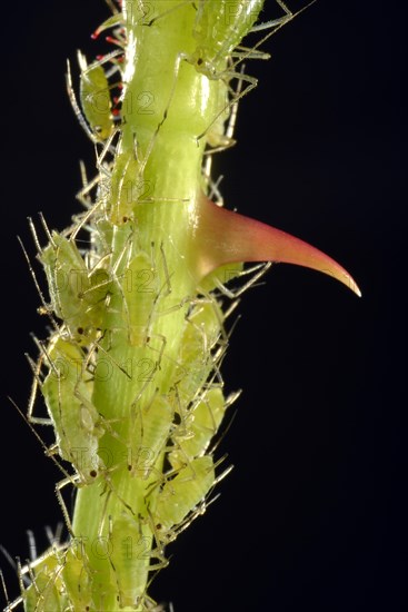 Colony of Large Rose Aphids (Macrosiphum rosae)