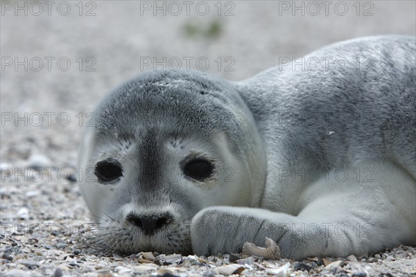 Harbour Seal (Phoca vitulina)