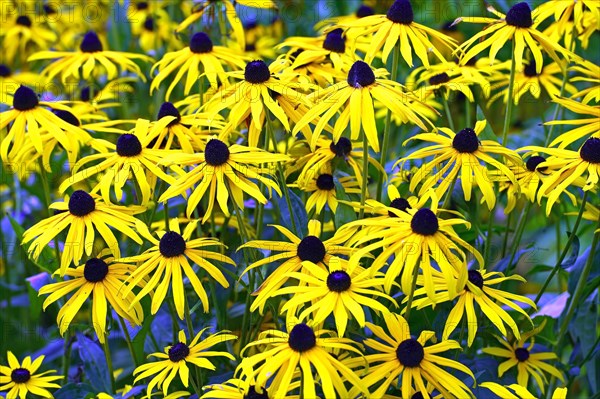 Orange Coneflower (Rudbeckia fulgida)