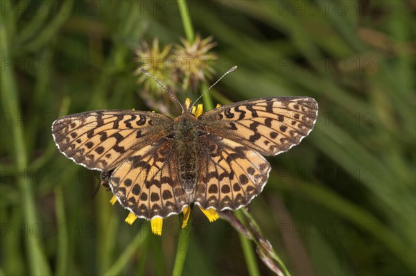 Titania's Fritillary or Purple Bog Fritillary (Clossiana titania)