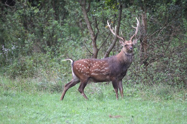 Sika Deer (Cervus nippon)