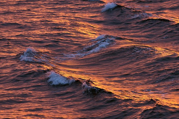 Waves in the evening light