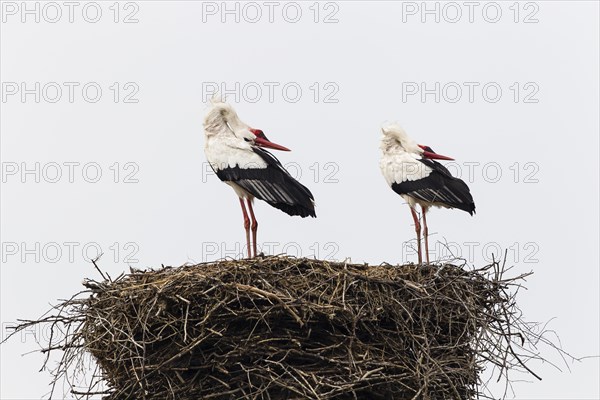 White storks (Ciconia ciconia) on the nest