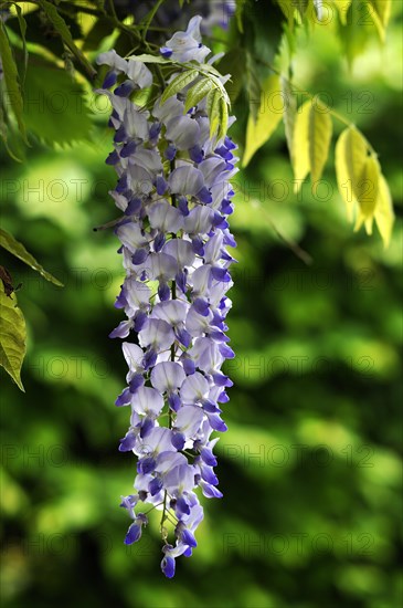 Wisteria (Wisteria)