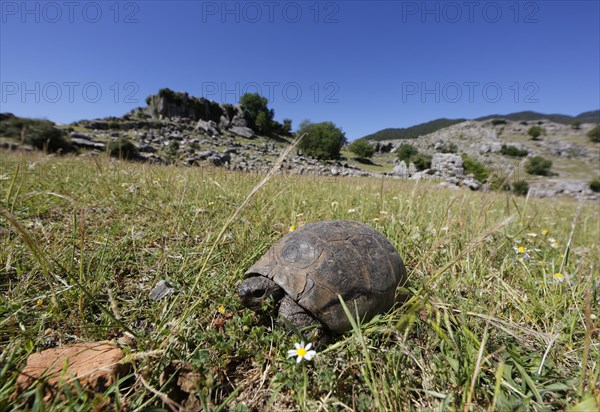 Mediterranean Spur-thighed Tortoise (Testudo graeca) on grass