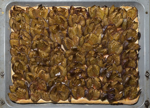 Fresh plum cake on a baking tray