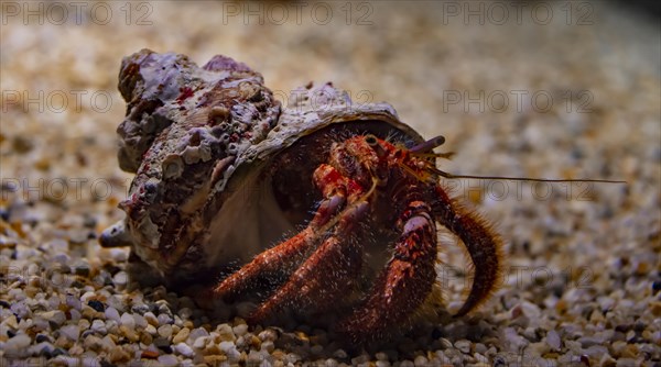 Hermit crab (Paguroidea) in snail shell