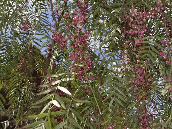 Peruvian Peppertree (Schinus molle) with fruits