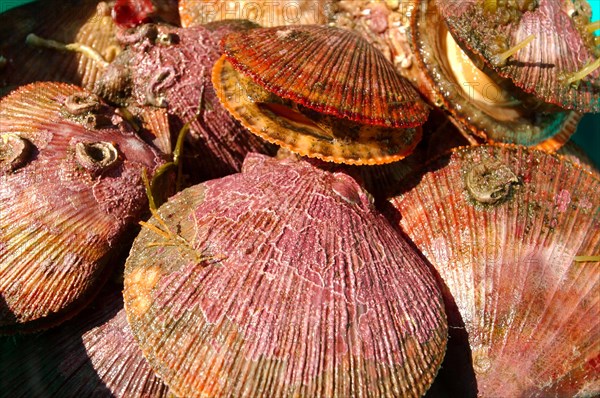 Icelandic scallops (Chlamys islandica)