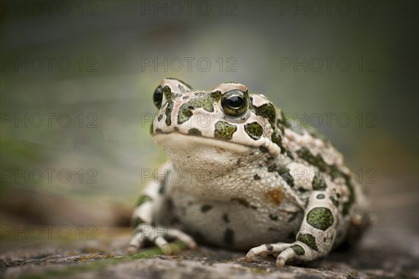 European Green Toad (Bufo viridis)