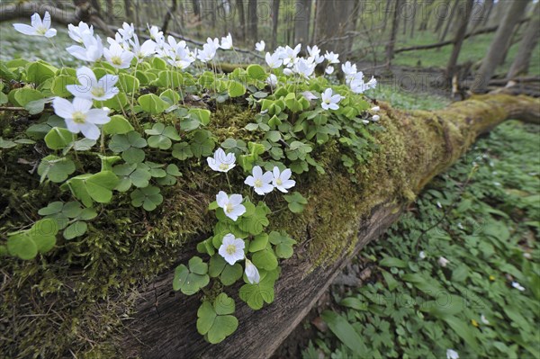 Wood Sorrel (Oxalis acetosella)