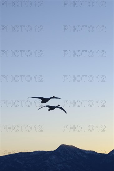 Whooper swans (Cygnus cygnus) in flight in the light of dawn