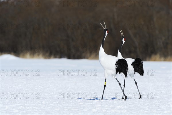 Red-crowned Cranes