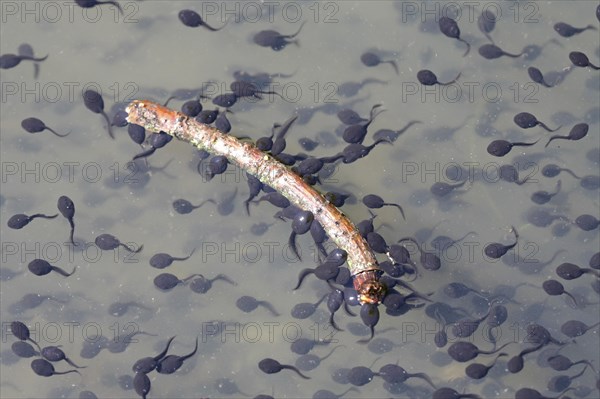 Tadpoles of the Common Toad (Bufo bufo)