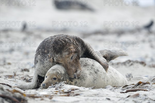 Grey seals (Halichoerus grypus) on the beach