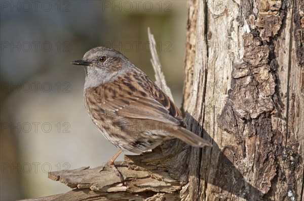 Dunnock