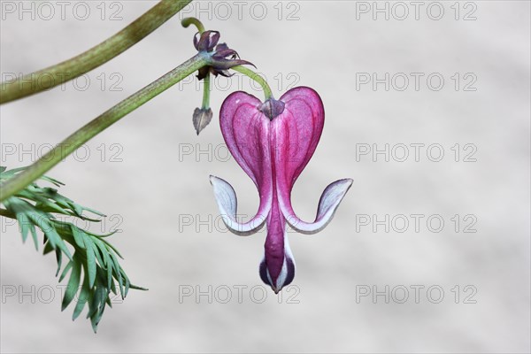 Pacific Bleeding Heart (Dicentra formosa)