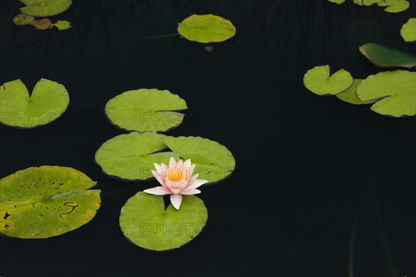 Pink and yellow Water Lily (Nymphaea) on the surface of a pond