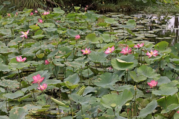 Indian lotus flowers (Nelumbo nucifera)