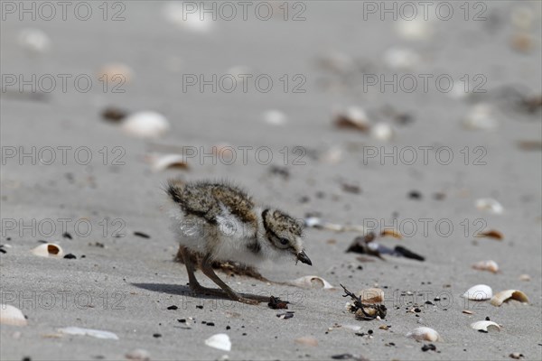 Common Ringed Plover or Ringed Plover (Charadrius hiaticula)