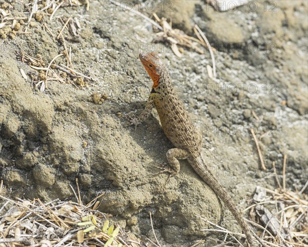 Galapagos Lava Lizard (Microlophus albemarlensis)