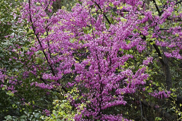 Flowering Judas Tree (Cercis siliquastrum)